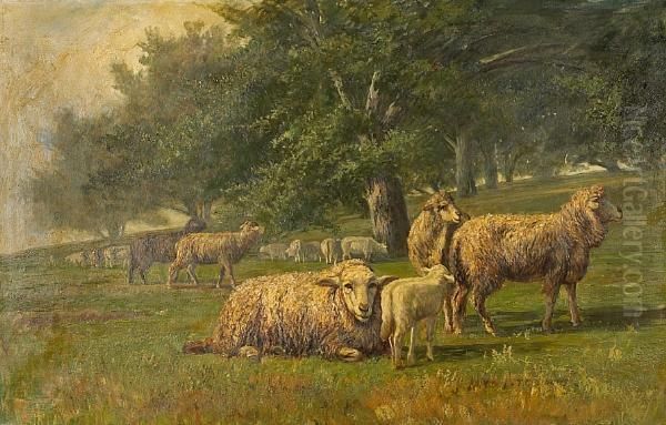Sheep Grazing In A Meadow - view 1