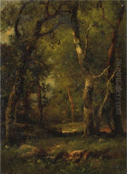 A Sunny Day In The Woods - view 1