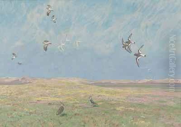 Verschiedene Kustenvogel In Sommerlicher Dunenlandschaft - view 1