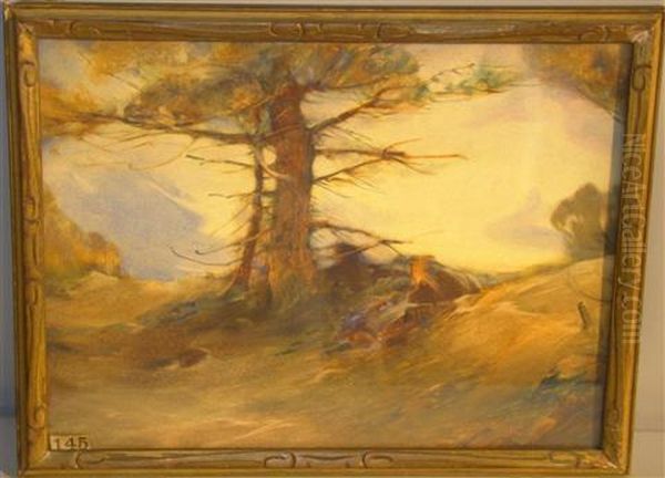 Diffused Shadow Under Pine Tree - view 1
