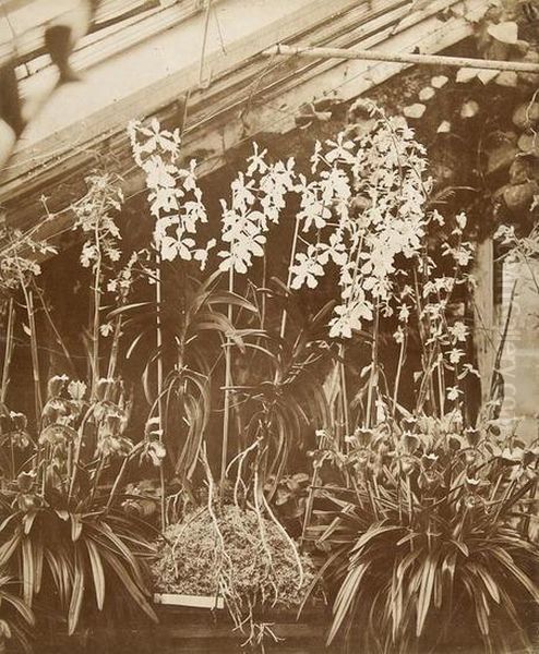 Orchids Penllergare - view 1