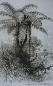 Tree Ferns by Trevor Lloyd
