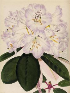 The Botanical Cabinet Consisting Of Coloured Delineations Of Plants by Conrad Loddiges