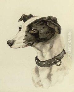 Portrait Of A Whippet