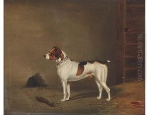 Success, A Terrier