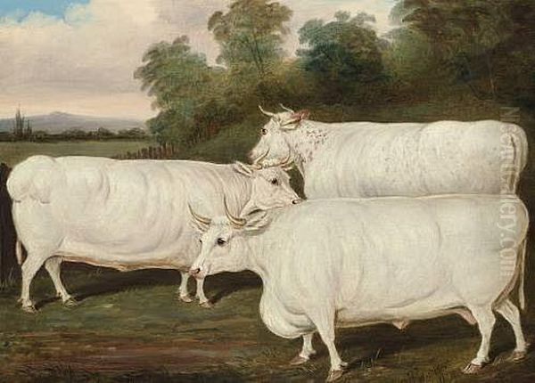 Three Prize White Shorthorns In A Landscape - view 1