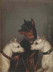 A Study Of Three Terriers