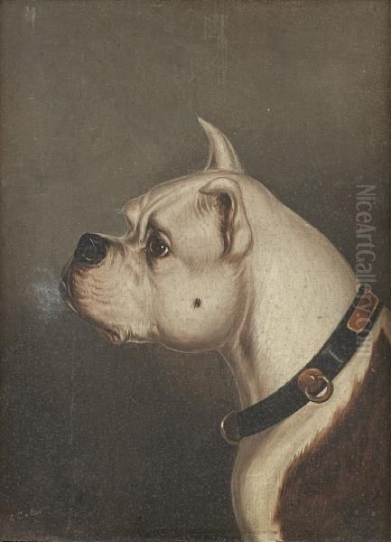 Bulldog Head Studies - view 1