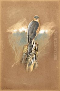 Sparrowhawk by George Edward Lodge
