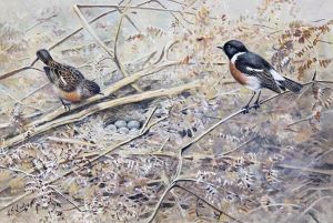 Stonechats by George Edward Lodge