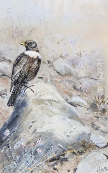 A Ring Ouzel Perched On A Rock - view 1