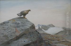 Golden Eagle On A Highland Crag by George Edward Lodge