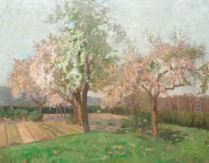 Ciresi In Floare