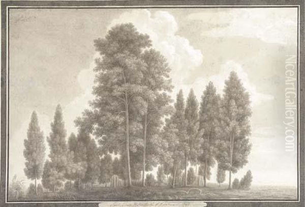 Sal Trees In The North Of Rohilcund - view 1