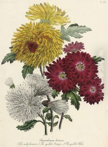 Flower Studies From The Ladies' Flower-garden Of Ornamental
Annuals by Jane Webb Loudon