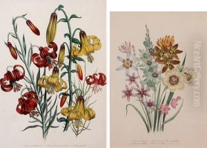 Botanical Studies by Jane Webb Loudon