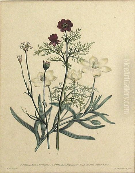 4 Botanical Plates - view 1