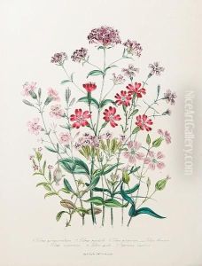 The Ladies' Flower-garden Of Ornamental Annuals by Jane Webb Loudon