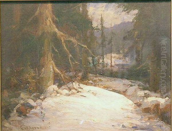 A Forest Veteran - view 1