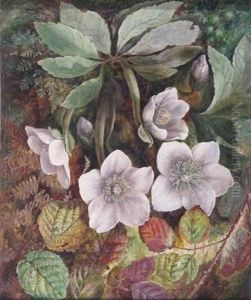 A Christmas Rose Or Hellebore by Albert Durer Lucas
