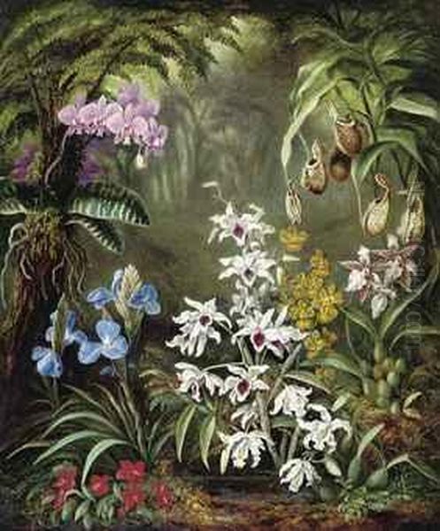 Orchids - view 1