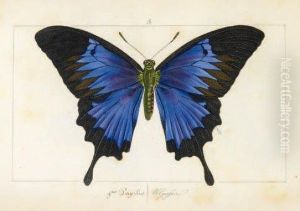 Histoire Naturelle Des Lepidopteres D'europe by Hippolyte Lucas