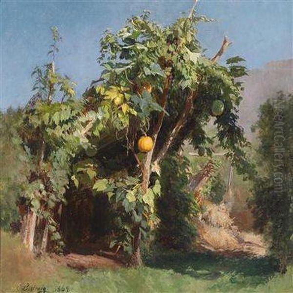 Kurbisstaude - view 1