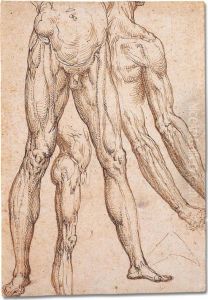 Anatomical Studies Of Lower Torsos And Legs, Arms And A Shoulder by Aurelio Luini