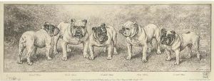 Rival Stone; Dick Stone; British Stone; Ben Stone; Druid Stone,five Bulldogs by William Luker