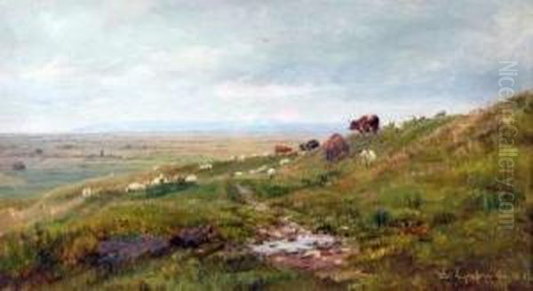 Cattle And Sheep In Hilly Landscape - view 1