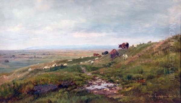 Cattle And Sheep Grazing In Open Landscape - view 1