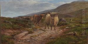 Highland Cattle And Drover
