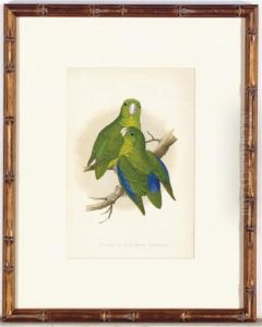 Parrots In Captivity: Six Plates