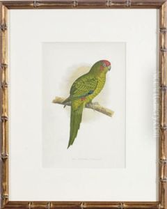 [parakeets]: Six Plates by Alexander Francis Lydon
