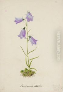 A Folio Of Botanical Watercolours