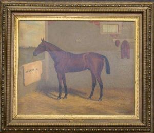 The Racehorse 'morello' In A Stable