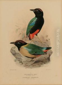 The Birds Of Australia: by Gregory Macalister Matthews