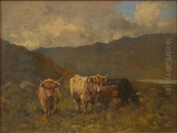 Highland Cattle - view 1