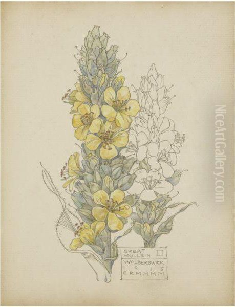 Great Mullein, Walberswick - view 1