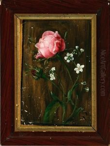 A Pink Rose A Pink Rose