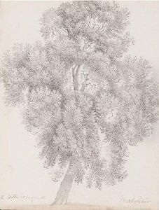A Willow At Mongewell Near Wallingford, Oxfordshire