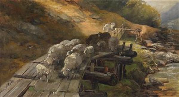 Sheep Crossing A River - view 1