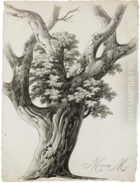 Study Of A Tree - view 1