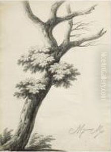 Etude D'arbre Etude D'arbre