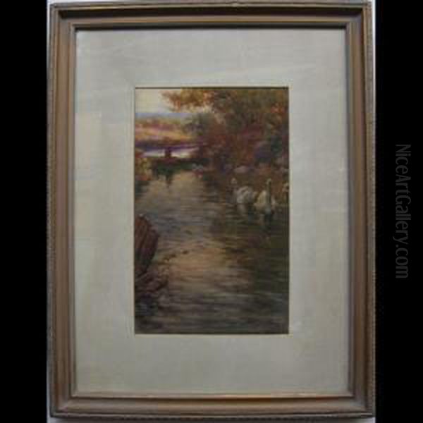 St. David Pool; Two Swans - view 1