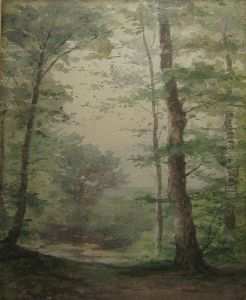 Foret Ensoleillee