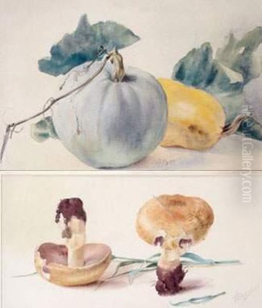 Cucurbitacees Et Champignons - view 1
