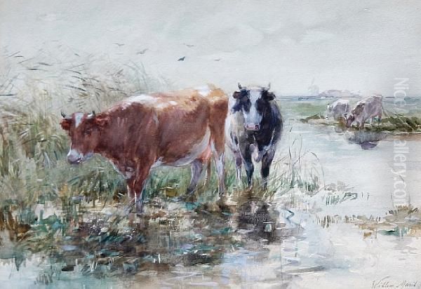 Cows Watering In A Polder Landscape - view 1