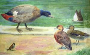 Ducks Ducks