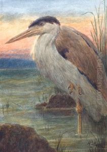 Study Of A Heron At Sunset